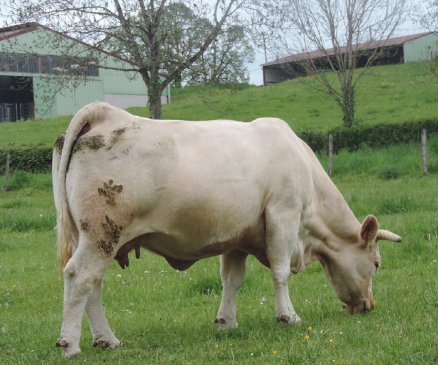 JAVELLE (2)
